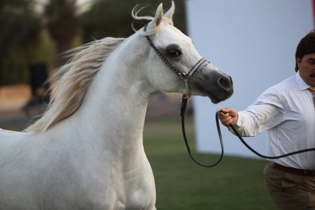 2011 Ajman Arabian Horse Show Day 2
