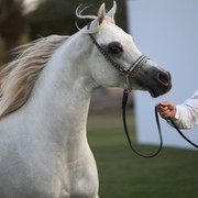 2011 Ajman Arabian Horse Show Day 2