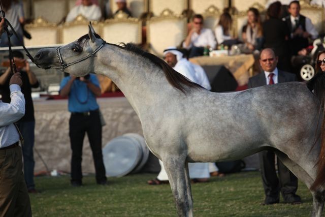 2011 Ajman Arabian Horse Show Day 2