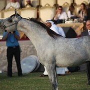 2011 Ajman Arabian Horse Show Day 2