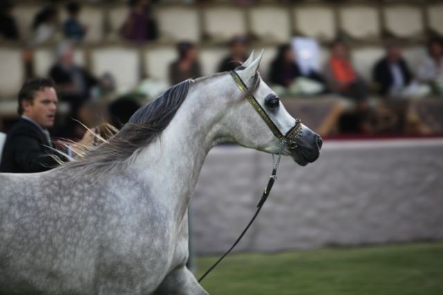 2011 Ajman Arabian Horse Show Day 2