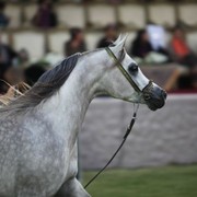 2011 Ajman Arabian Horse Show Day 2