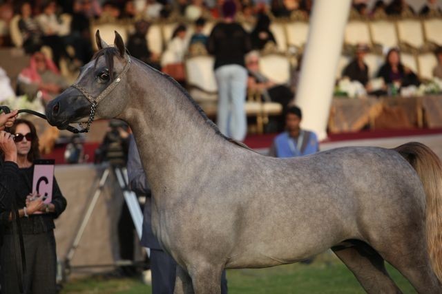2011 Ajman Arabian Horse Show Day 2