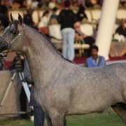 2011 Ajman Arabian Horse Show Day 2