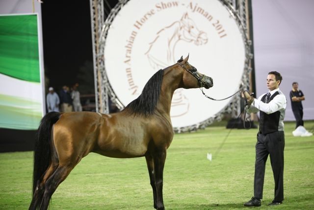 2011 Ajman Arabian Horse Show Day 2