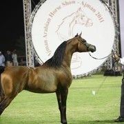2011 Ajman Arabian Horse Show Day 2