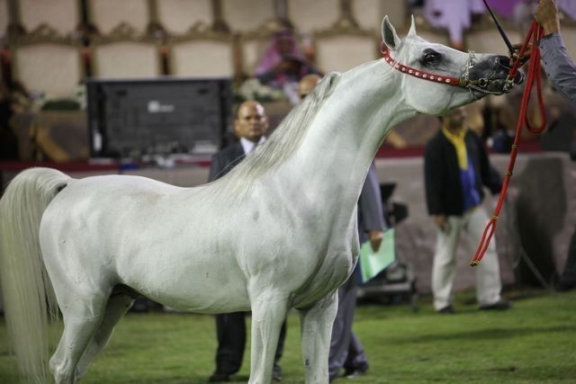 2011 Ajman Arabian Horse Show Day 2