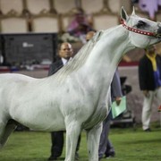2011 Ajman Arabian Horse Show Day 2