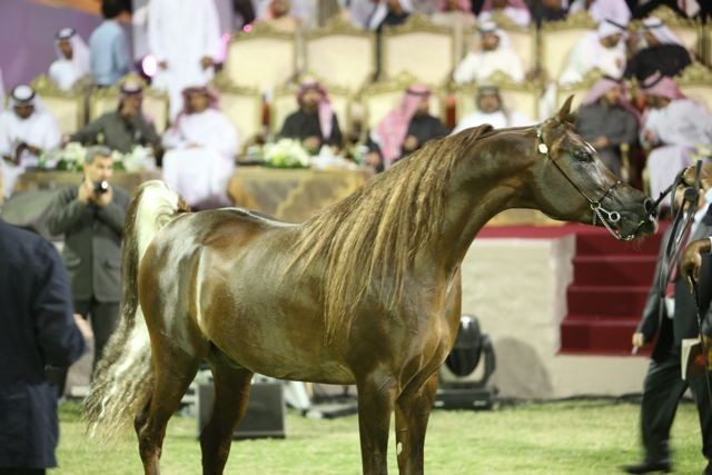 2011 Ajman Arabian Horse Show Day 2