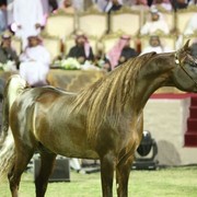 2011 Ajman Arabian Horse Show Day 2