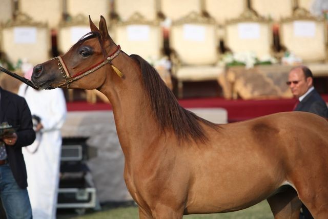 2011 Ajman Arabian Horse Show Day 2