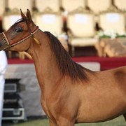 2011 Ajman Arabian Horse Show Day 2