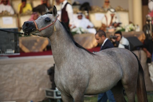 2011 Ajman Arabian Horse Show Day 2