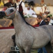 2011 Ajman Arabian Horse Show Day 2