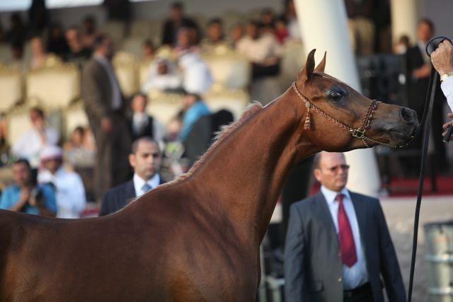 2011 Ajman Arabian Horse Show Day 2