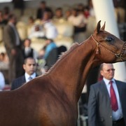 2011 Ajman Arabian Horse Show Day 2