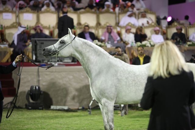 2011 Ajman Arabian Horse Show Day 2