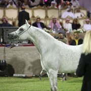 2011 Ajman Arabian Horse Show Day 2