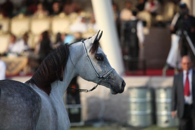 2011 Ajman Arabian Horse Show Day 2