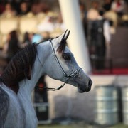 2011 Ajman Arabian Horse Show Day 2