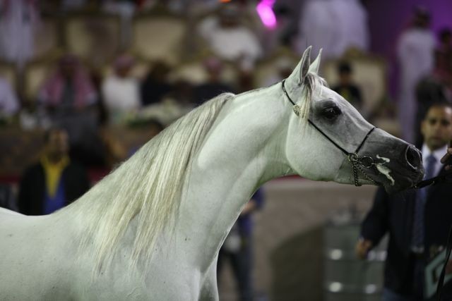 2011 Ajman Arabian Horse Show Day 2