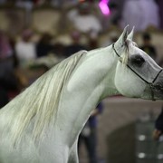 2011 Ajman Arabian Horse Show Day 2