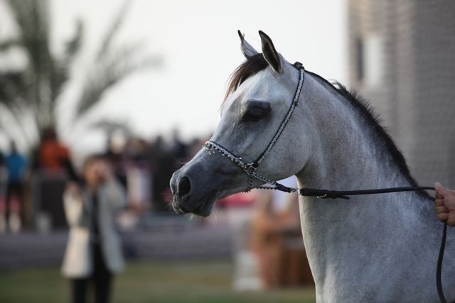2011 Ajman Arabian Horse Show Day 2