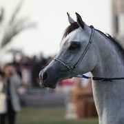 2011 Ajman Arabian Horse Show Day 2