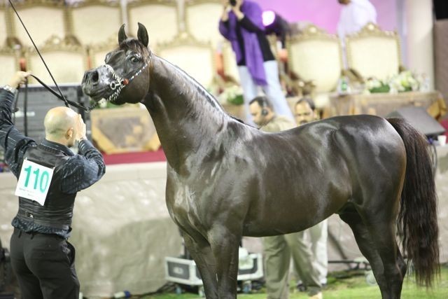 2011 Ajman Arabian Horse Show Day 2