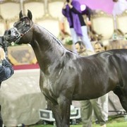 2011 Ajman Arabian Horse Show Day 2