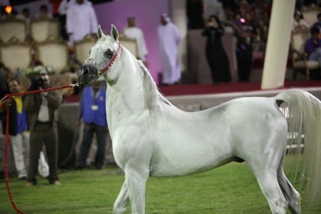 2011 Ajman Arabian Horse Show Day 2