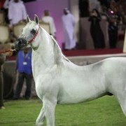 2011 Ajman Arabian Horse Show Day 2