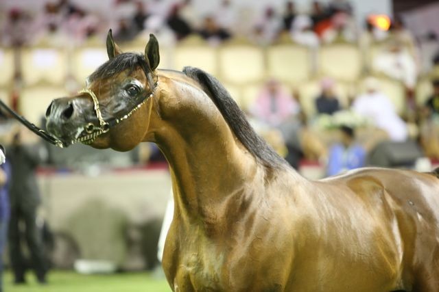 2011 Ajman Arabian Horse Show Day 2
