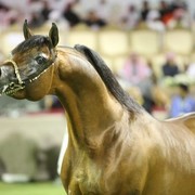 2011 Ajman Arabian Horse Show Day 2