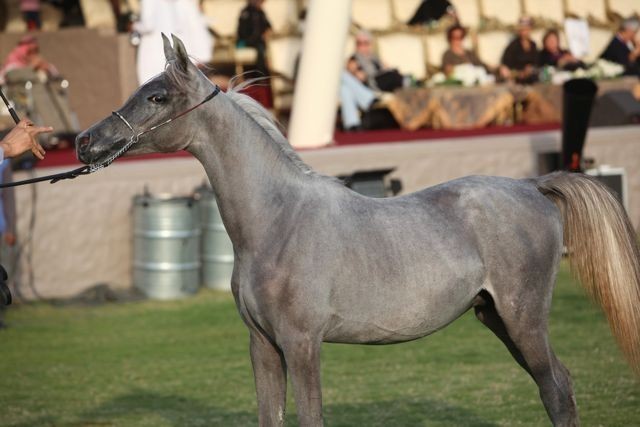 2011 Ajman Arabian Horse Show Day 2