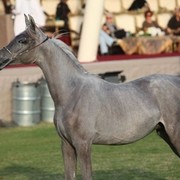 2011 Ajman Arabian Horse Show Day 2