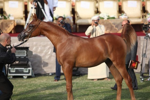 2011 Ajman Arabian Horse Show Day 2