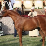 2011 Ajman Arabian Horse Show Day 2
