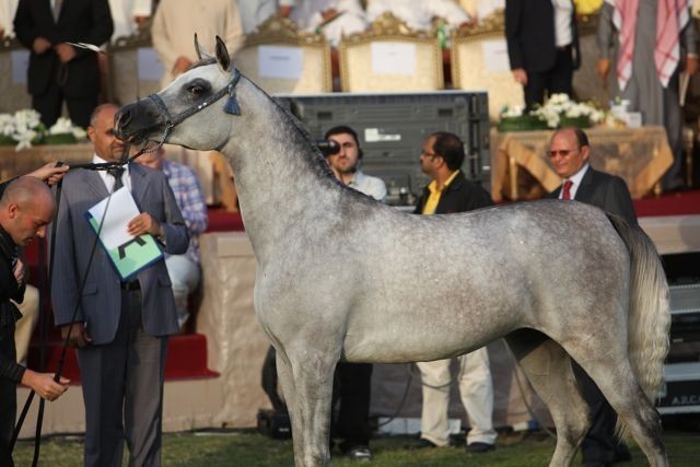 2011 Ajman Arabian Horse Show Day 2