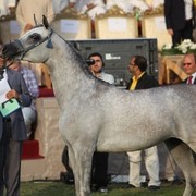 2011 Ajman Arabian Horse Show Day 2