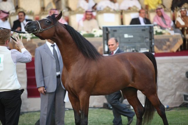 2011 Ajman Arabian Horse Show Day 2