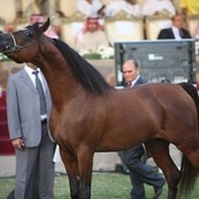 2011 Ajman Arabian Horse Show Day 2