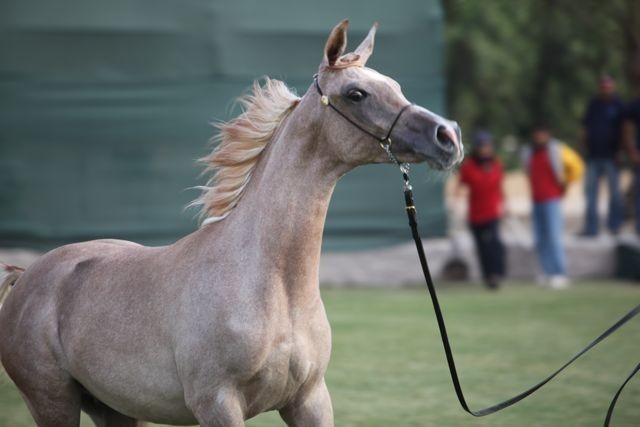 2011 Ajman Arabian Horse Show Day 2