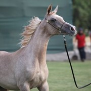2011 Ajman Arabian Horse Show Day 2