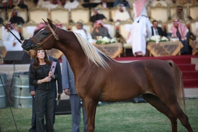 2011 Ajman Arabian Horse Show Day 2