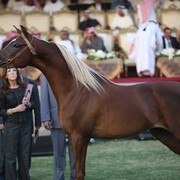 2011 Ajman Arabian Horse Show Day 2