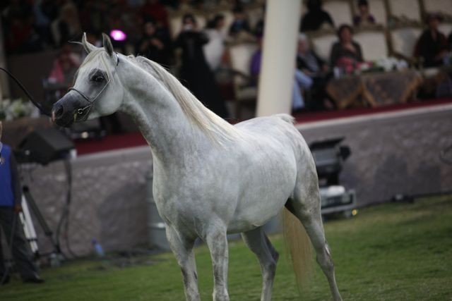 2011 Ajman Arabian Horse Show Day 2