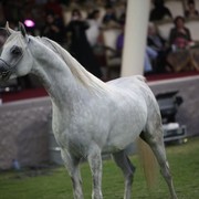 2011 Ajman Arabian Horse Show Day 2