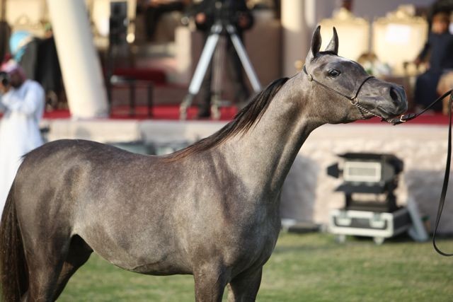 2011 Ajman Arabian Horse Show Day 2