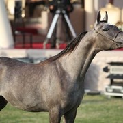 2011 Ajman Arabian Horse Show Day 2